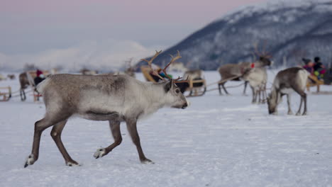 Trote-De-Renos-En-Tundra-Nevada-Alrededor-De-Turistas-En-Trineos,-Cámara-Lenta