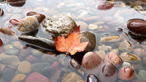 una hoja dorada de otoño sobre coloridas rocas húmedas mientras las gotas de lluvia crean salpicaduras y ondulaciones en el agua de un arroyo forestal en la temporada de otoño