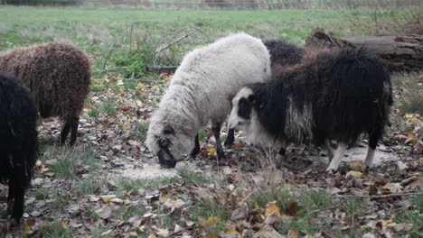 grupo de ovejas en el prado comiendo harina de grano, plano medio