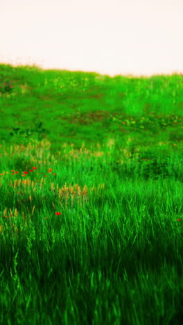 prado verde con flores rojas