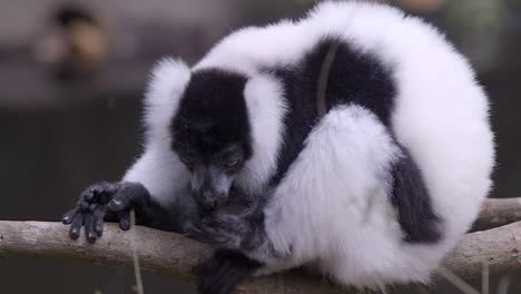 lémures rufos blancos y negros en peligro crítico de extinción mordiéndose el dedo - primer plano