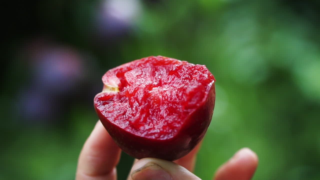 Primo piano ravvicinato di prugna matura tenuta tra le dita, che mostra la polpa rossa succosa con uno sfondo sfumato di frutteto verde.