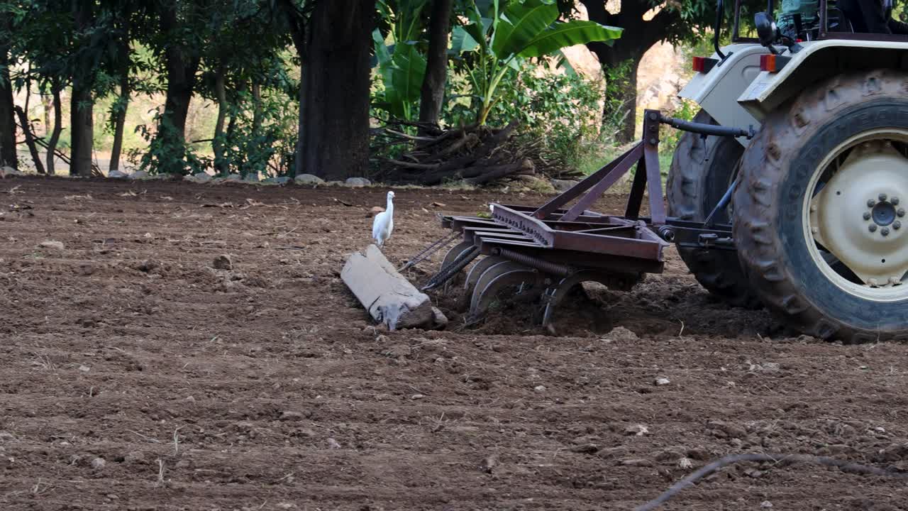 A tractor plowing a field with egrets