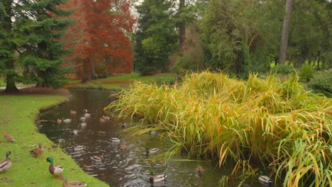 public park area of national botanic gardens with ducks on water with greenery at background in dublin, ireland