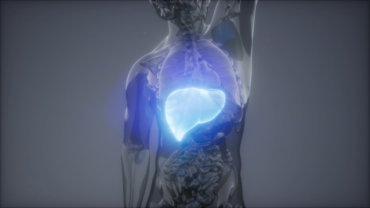 Human Liver Radiology Exam