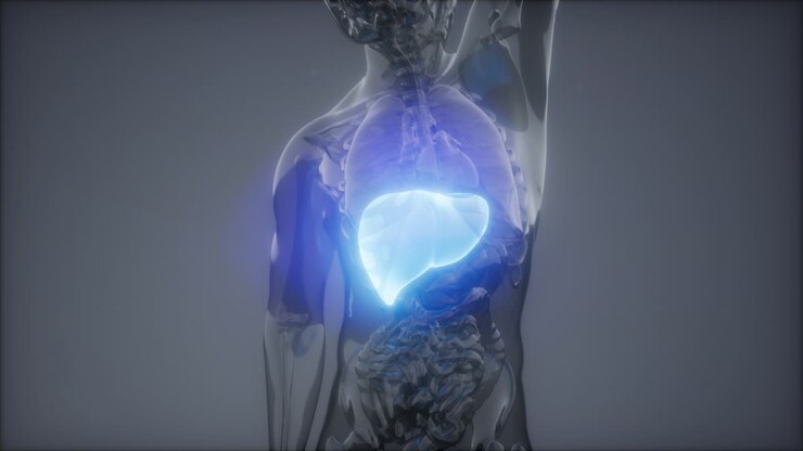 Human Liver Radiology Exam