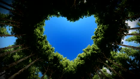 looking up through a heart of trees against timelapse clouds, seamless loop 4k