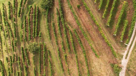 aerial top view of the famous prosecco hills with vineyard rows, italy, at dusk