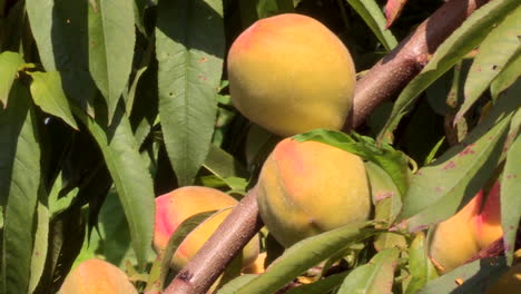 Image-of-a-peach-tree-branch,-with-yellow-and-red-peaches,-ready-to-be-picked