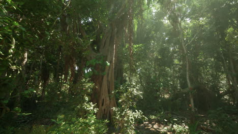 exploring the lush jungle landscape in vietnam during the golden hour