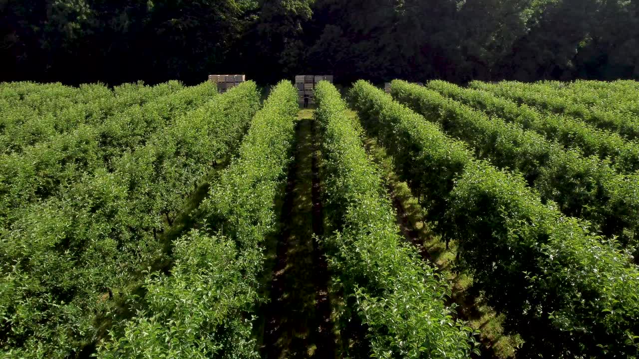imágenes de drones de 4k que vuelan muy bajo de pequeños árboles verdes en un huerto de manzanas