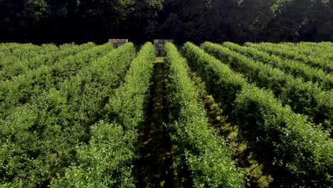 very low flying 4k drone footage of small green trees in an apple orchard