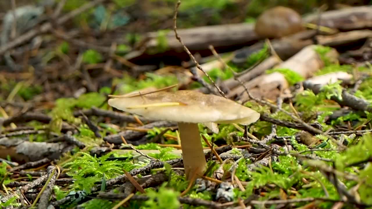 close up shot of mushroom with leaf falling to the ground