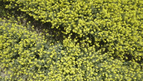 Drone-Aéreo-Directamente-Sobre-La-Toma-De-Flores-De-Colza-De-Campo-De-Canola-Amarilla-En-El-Paisaje-Natural-De-Suecia