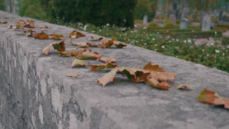 cámara lenta de hojas de otoño que soplan en el viento en una pared de piedra