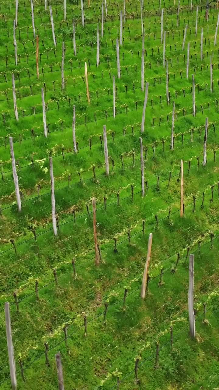 Green meadow with growing grape plants in vineyard, aerial vertical view
