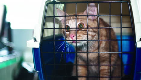 red cat in a transport box is nervous and looks excited