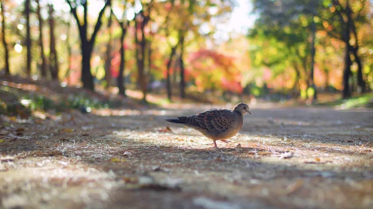 Pigeon Eating and Walking on Park Forest Path with Sunny Bokeh