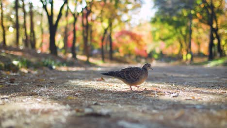 pigeon eating and walking on park forest path with sunny bokeh