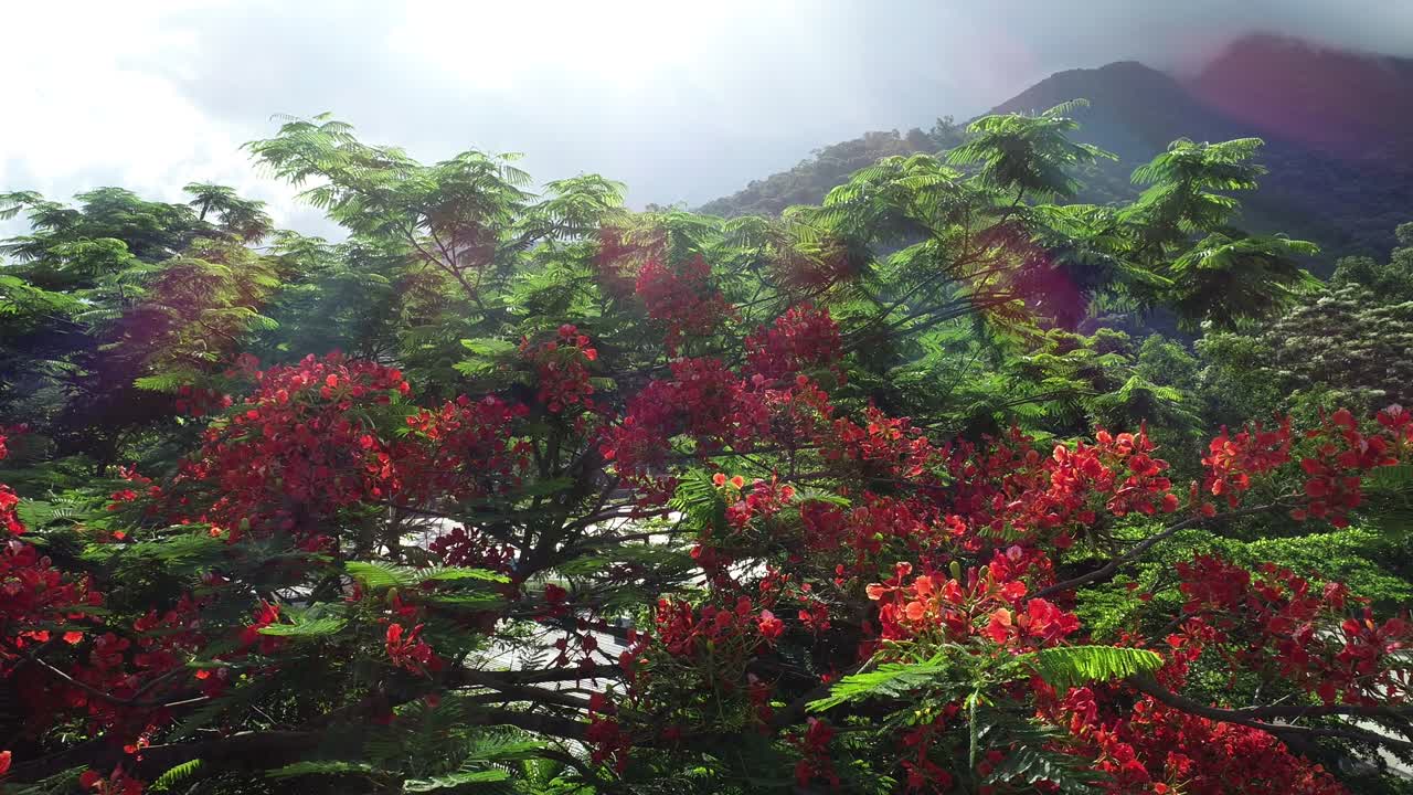 красивая красная королевская поинциана или яркий цветок (delonix regia) на рассвете после дождя