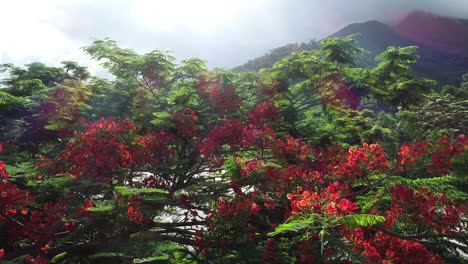 beautiful red royal poinciana or flamboyant flower (delonix regia) in sunrise after rain