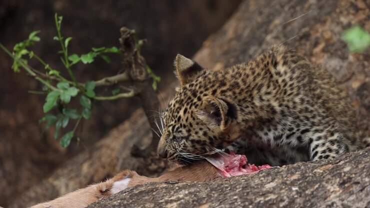 Small Leopard Cub Feeding on Fresh Impala Carcass In Tree, Close Up