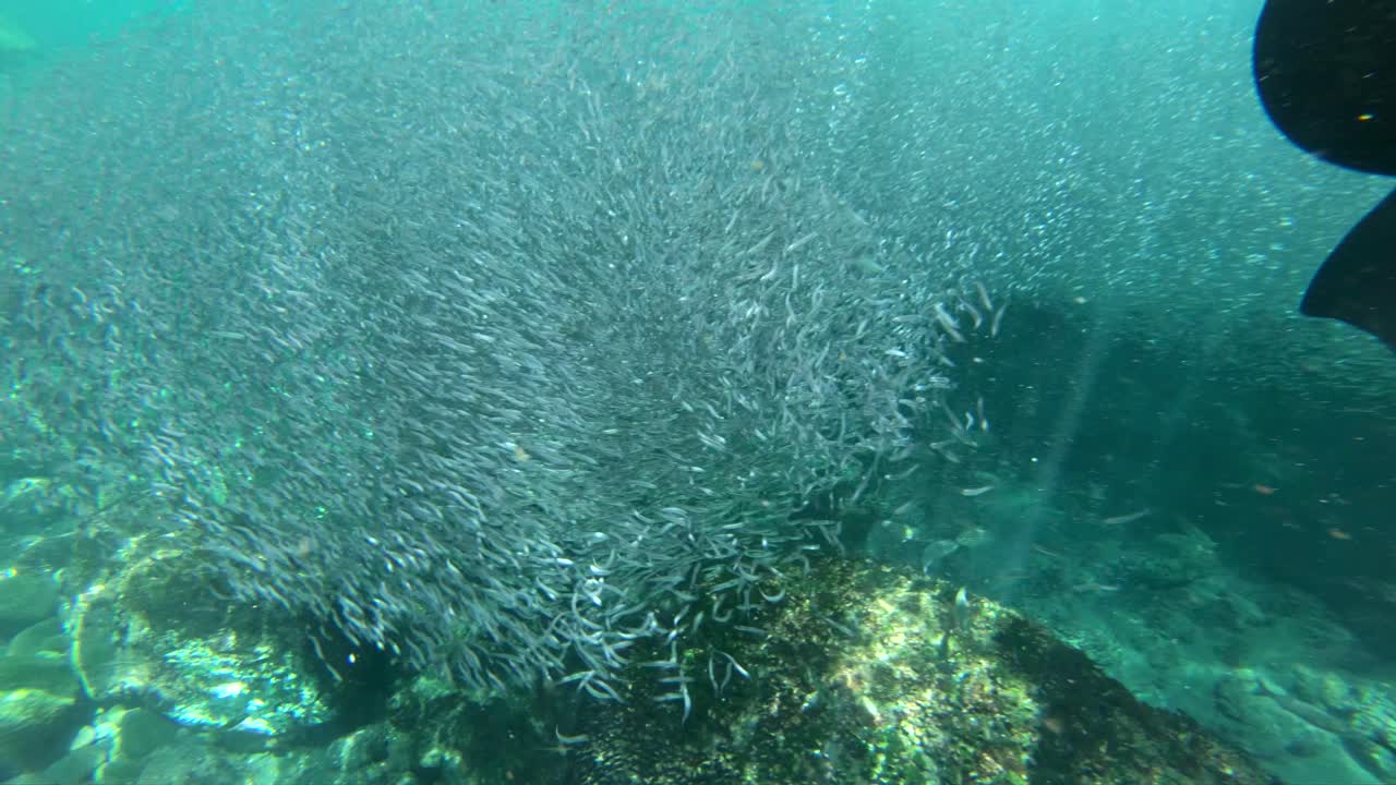 환각적인 패턴의 거대한 멸치 미끼 공의 수중 영상