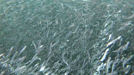 underwater footage of a huge bait ball of anchovies in psychedelic patterns