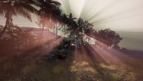sunset beams through palm trees