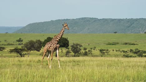 Amazing-Maasai-Mara-landscape,-giraffe-walking-across-emtpy-grassland-savannah-in-Masai-mara-north-conservancy,-peaceful-African-Wildlife-in-National-Reserve,-Kenya