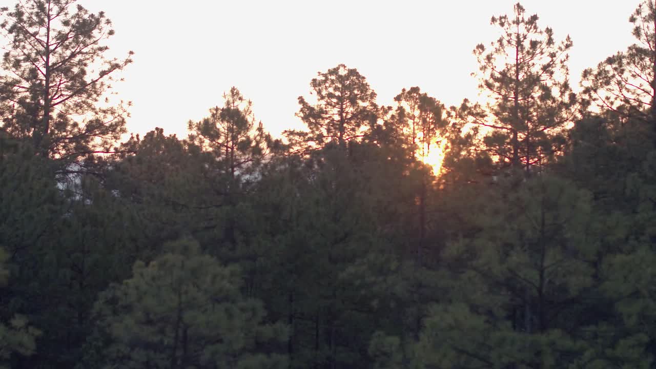 la vista desde la ventana del tren barato del bosque en las barrancas del cobre, chihuahua, méxico