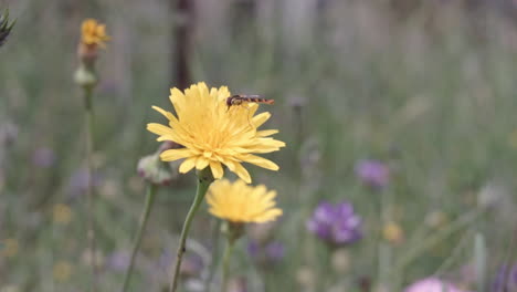 CLOSEUP-Footage-of-an-isolated-Gerbera-flower-with-a-yellow-insect-on-it