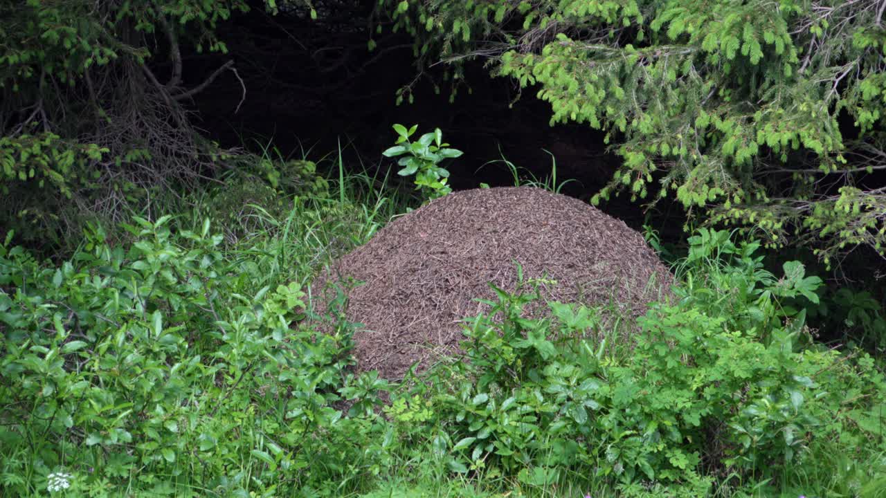 A busy anthill in a small clearing surrounded by plants and trees
