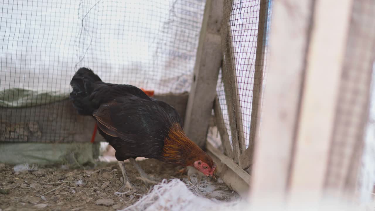 View of a desi murgi in a rural village of Sindh, Pakistan