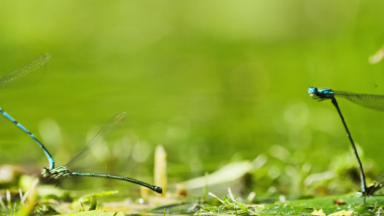 네 마리의 푸른침잠자리가 서로 붙어 물 위를 나는 영상