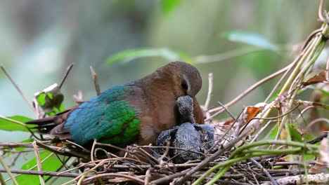 la paloma esmeralda común es común en los países asiáticos y es famosa por sus hermosas plumas de color esmeralda