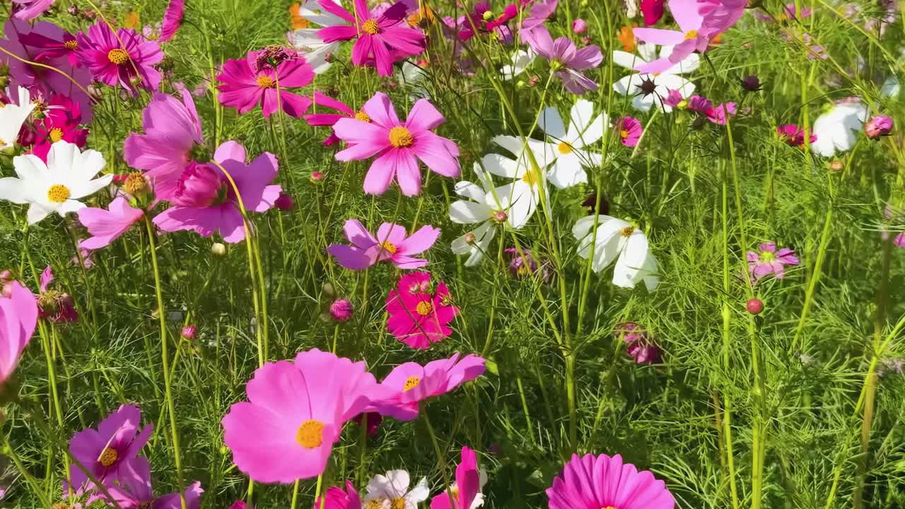 A vibrant display of pink and white cosmos flowers amidst lush green foliage, capturing nature's colorful beauty.