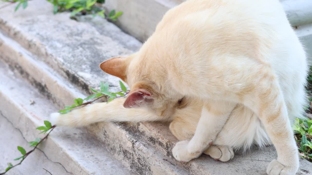 Cream-colored cat licking its fur outdoors