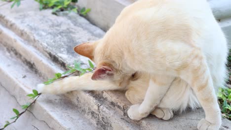 cream-colored cat licking its fur outdoors