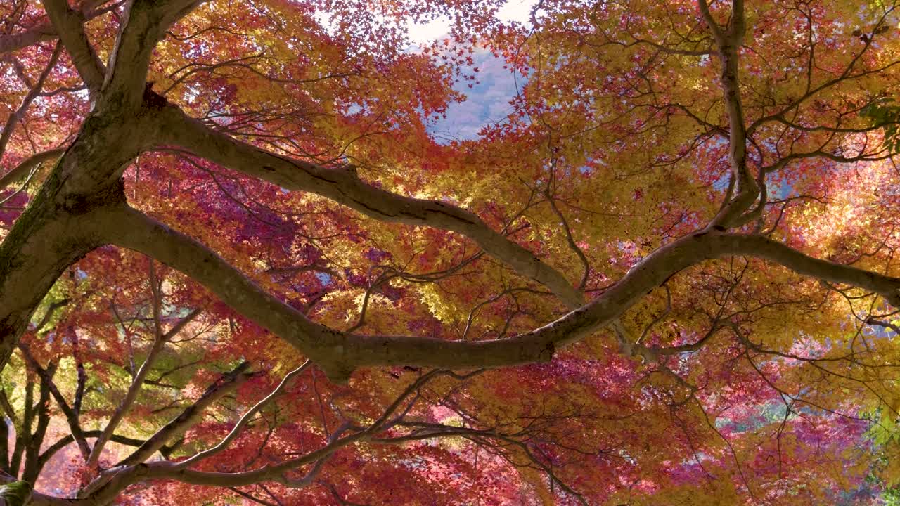 활기찬 가을 색상 나무 위에 영화 속도 느린 슬라이더, 중간