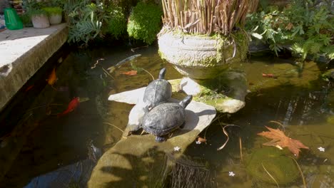 two turtles tan in the warm sun light on typical day at koi fish pond