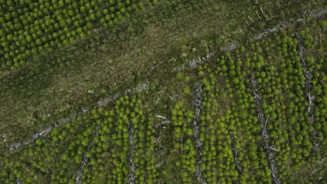 Tree-Farm-in-Killarney-Countryside-in-Ireland,-Aerial-Top-Down-Overhead-View