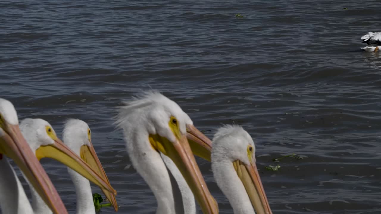 Pelícanos vivendo, voando e nadando na pequena cidade de Petatán, México, perto do lago Chapala
