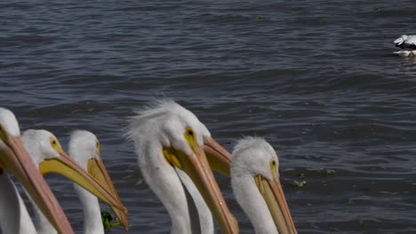 pelicans living, flying and swimming at the small town of petatan ,mexico by the chapala lake