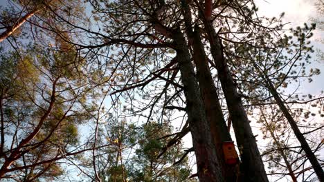 Looking-Up-To-The-Sky-Between-Tree-Spring-Forest---Low-Angle-Shot