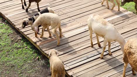 flock of sheep walking and grazing outdoors