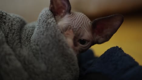 a sphynx cat wrapped in a blanket, on the verge of falling asleep - close up