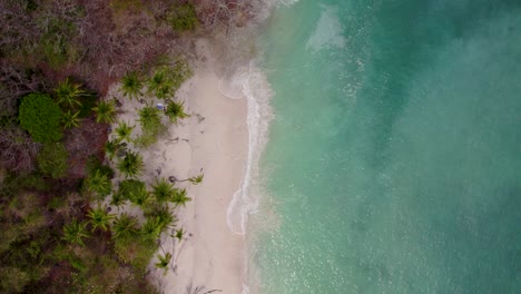 aerial view of sea, beach, forest, and coconut trees in playa quesera, costa rica