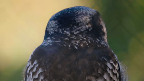 primer plano de un búho de halcón del norte volando lejos - surnia ulula - tiro estático, poca profundidad de campo