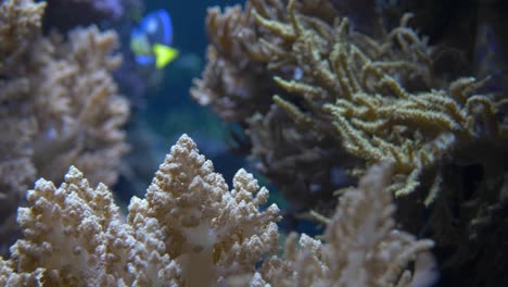 Close-up-of-detail-shot-of-Acropora-coral